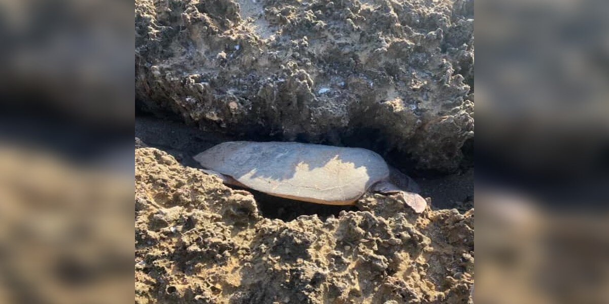 Giant Sea Turtle Trapped Between Rocks Had Given Up Hope Of Ever Being ...