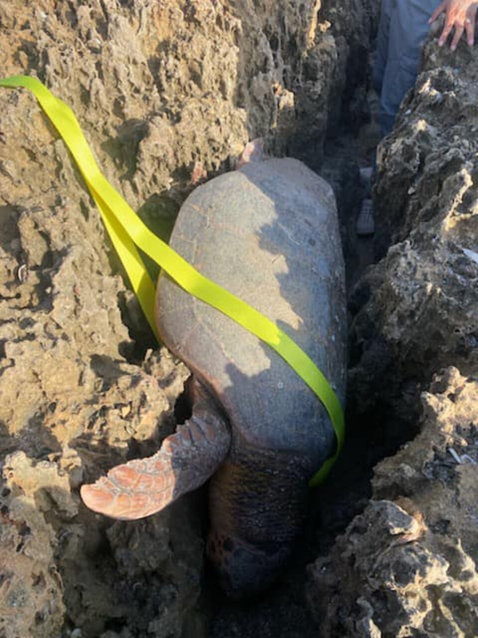 Giant Sea Turtle Trapped Between Rocks Had Given Up Hope Of Ever Being ...