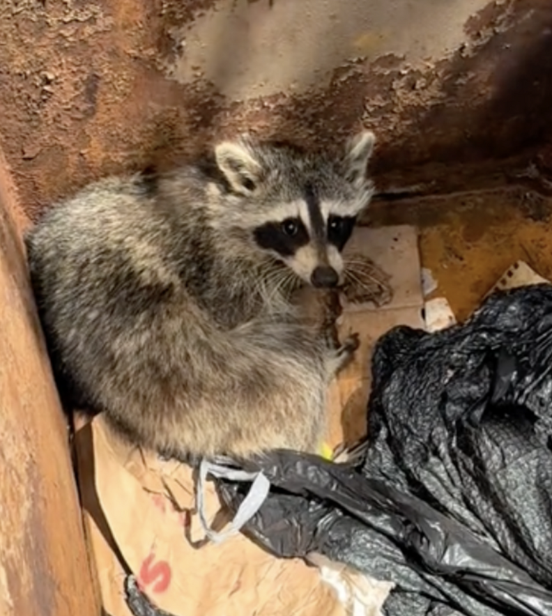 raccoon in dumpster 