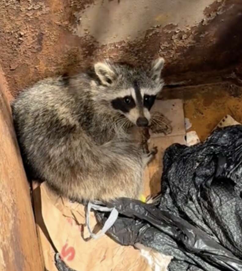 Woman Notices Terrified Face In Dumpster And Decides To Lend A Hand ...