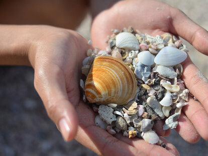removing seashells from beach environmental effects