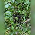 Giant Bird Locks Eyes With Homeowners, Trying To Convince Them To Help - The Dodo