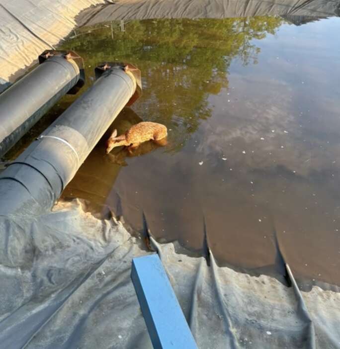 Deer stuck in water