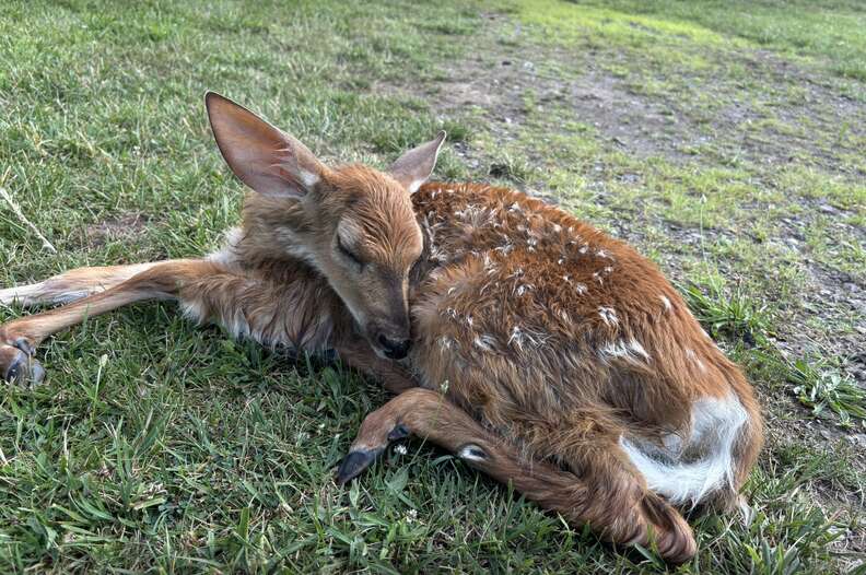 Deer resting in grass