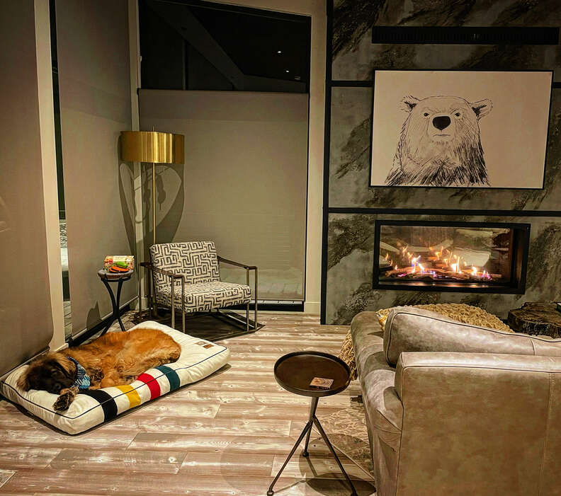 zeus the dog rests next to a fireplace in a cozy room at the paws up resort in montana