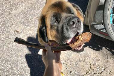 zeus the dog with his tomahawk steak