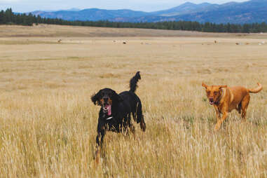 dogs frolicking at the paws up montana resort