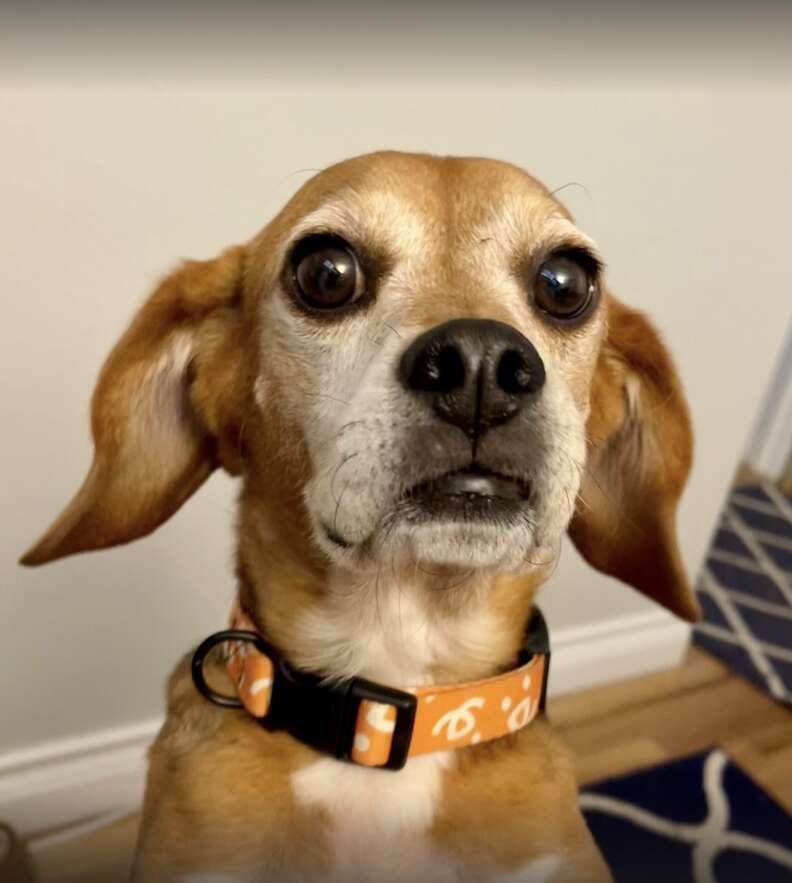 Beagle with a collar on