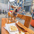 Wien, Vienna: My Wiener Dog's Hot Dog Tasting Tour