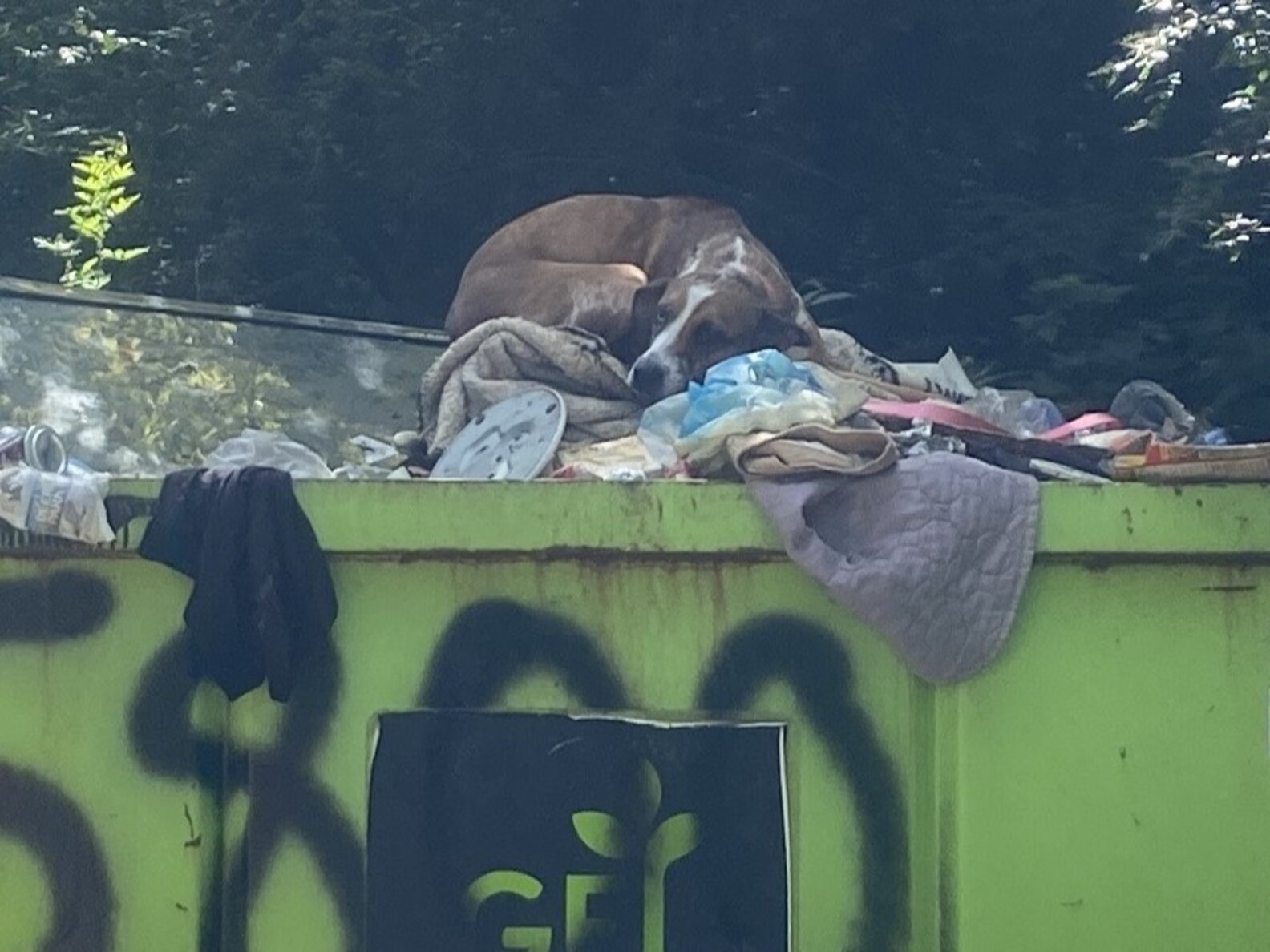 Dog Thrown In Dumpster Can't Believe How Different Life Is Now The Dodo