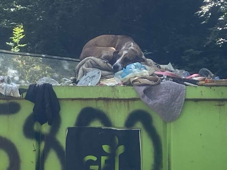 dog in dumpster