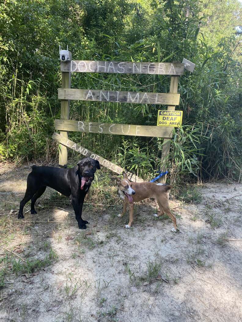 dog on a farm