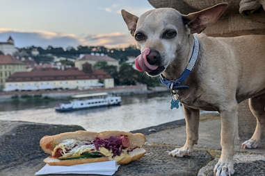 My Wiener Dog’s Hot Dog Tasting Tour
