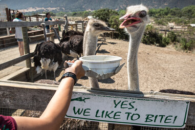 Ostrich Land
