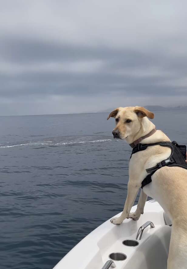 Lab in front of whale