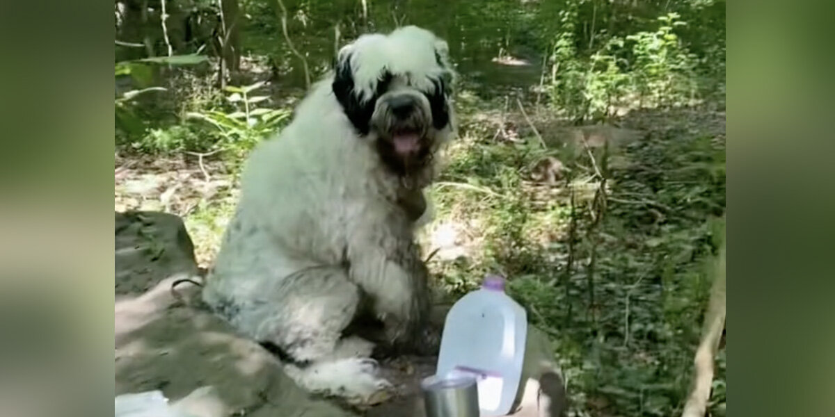 Woman Finds Dog 'Abandoned' In The Woods — Then Learns The Whole Story ...