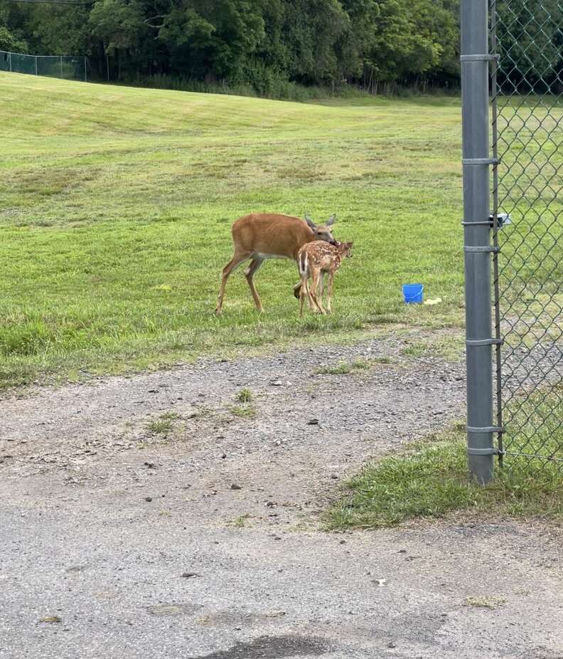 Deer and fawn through a fence