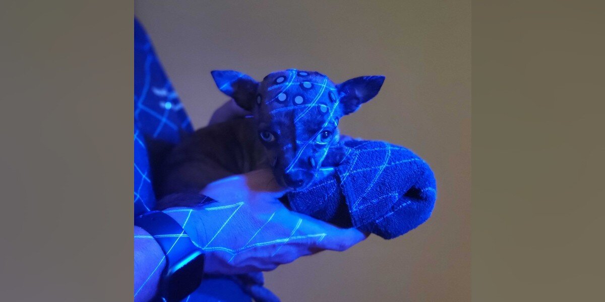 Tiny Dog's Rare Medical Condition Leads To Adorable Invention