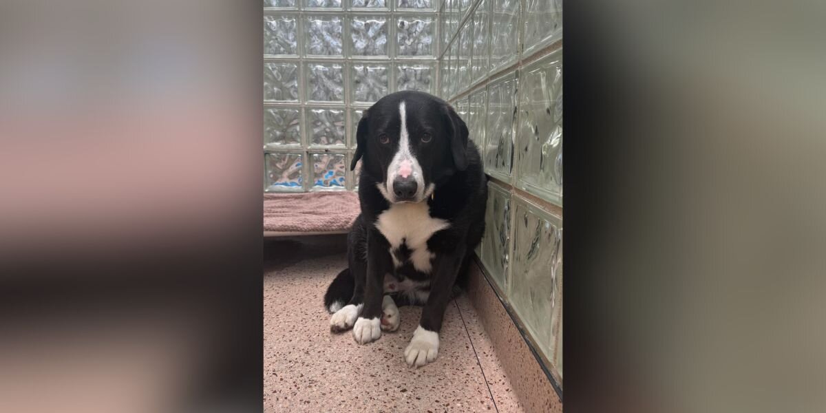 He Was Desolate After Being Returned To The Shelter — Then Everything ...