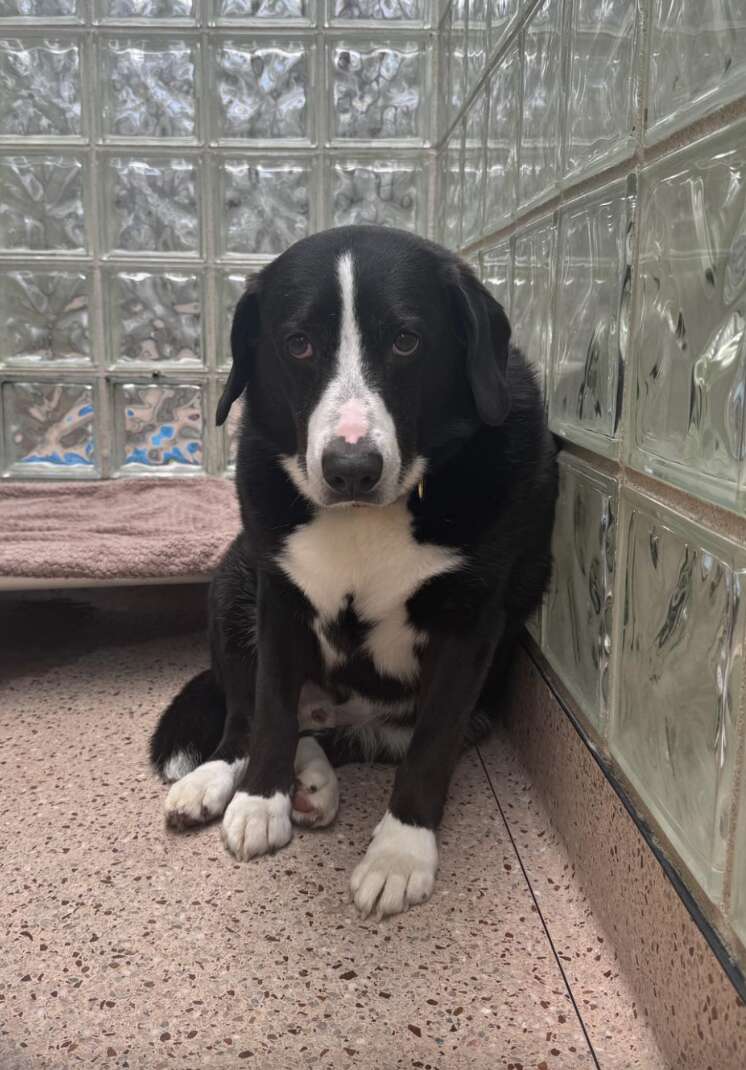 dog sad in shelter 