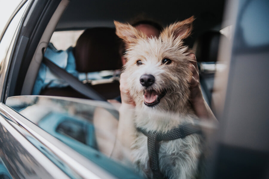 Road Trips with Your Dog: Expert Tips for Bringing a Pet on a Long Drive