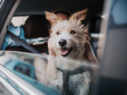A young podenco dog traveling with its owner in a car
