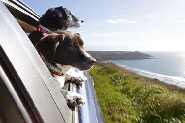 Two dogs looking out of car window at coastline