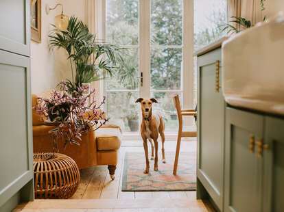 A beautiful young lurcher dog peers through a stylish kitchen in a pet friendly vacation rental