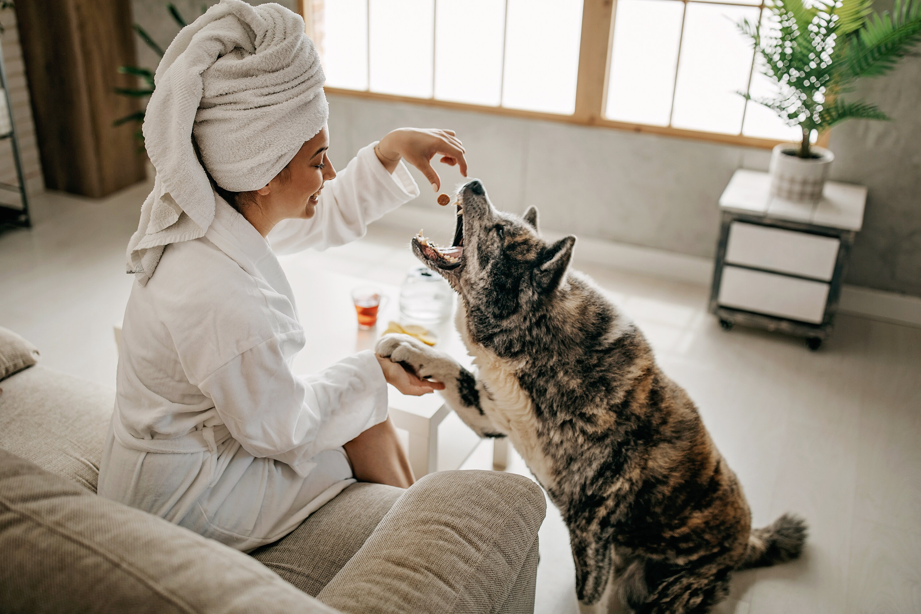 Hotels Aren’t Just Dog-Friendly Anymore. They’re Dog-Obsessed