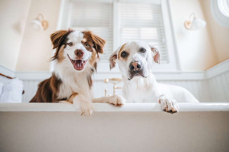 two dogs look out from a bathtub in a hotel room 