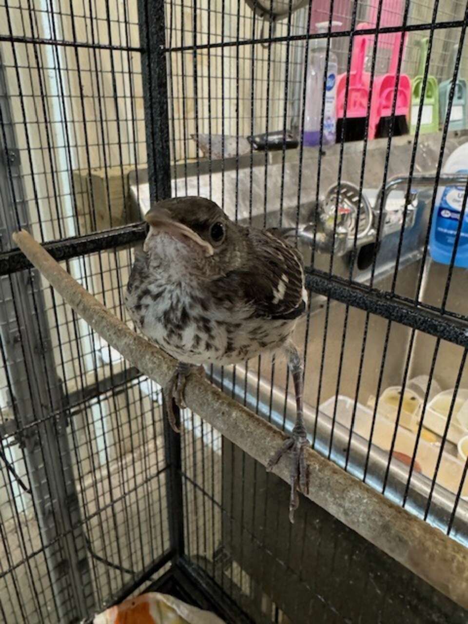 Rescued Bird Masters Withering Stare To Convey Feelings About Dinner ...