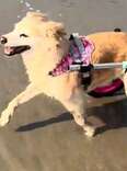 Senior Dog In Wheelchair Turns Into A Puppy Again During Visit To The Beach