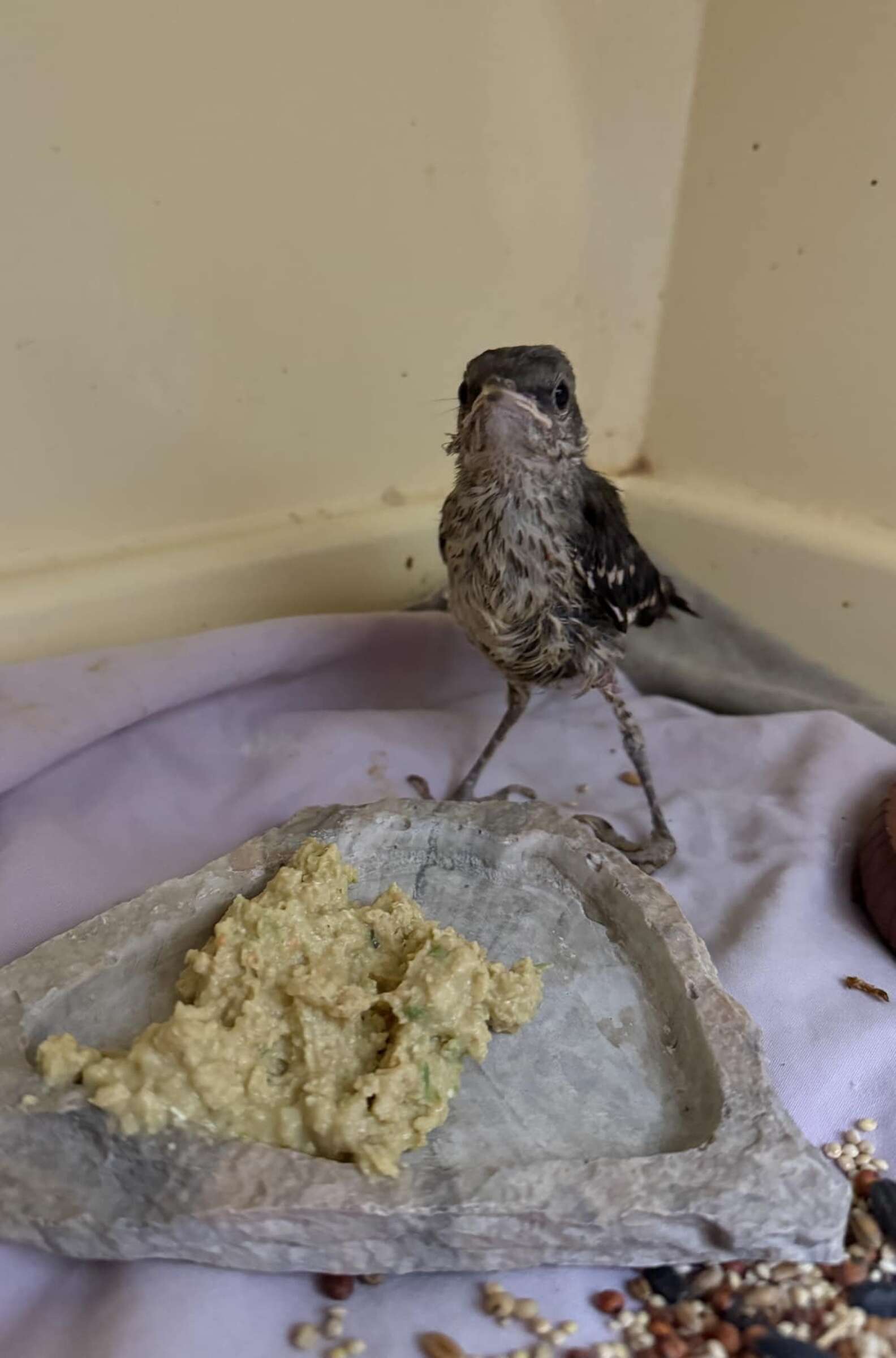 Rescued Bird Masters Withering Stare To Convey Feelings About Dinner ...