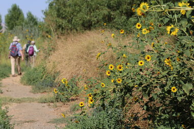 hiking past wildflowers at dos rios state park in modesto, ca