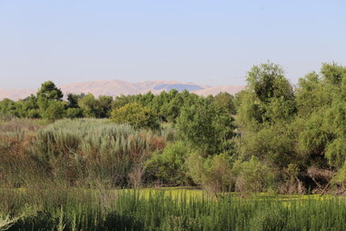 native grasses and trees at dos rios state park in modesto, california