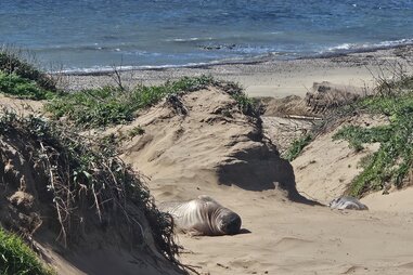 elephant seal in the dunes just outside san francisco
