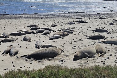 elephant seals on the beach at año nuevo state park