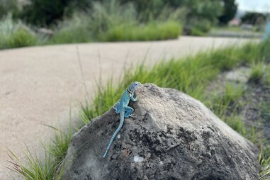 lizards in palo duro canyon state park texas
