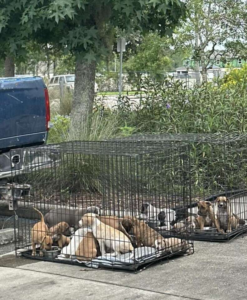 puppies in crate 