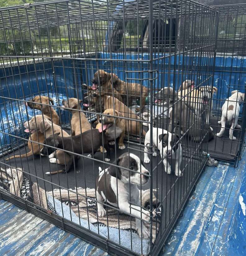 puppies in crates 