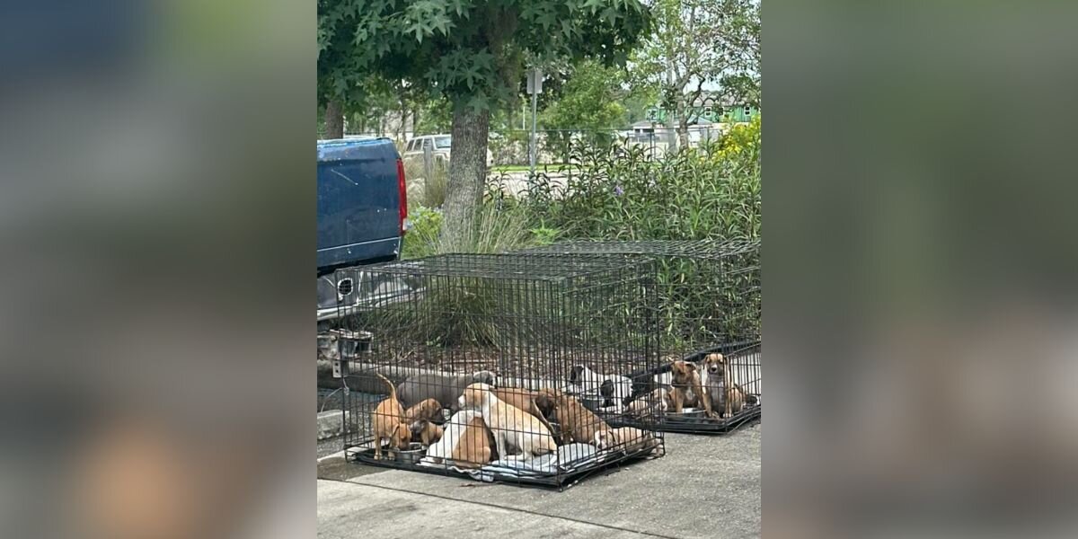 Man Pulls Into 7-11 Parking Lot And Finds 16 Fuzzy Babies Abandoned In ...