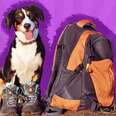 How To Have A Successful Hiking Trip With Your Dog