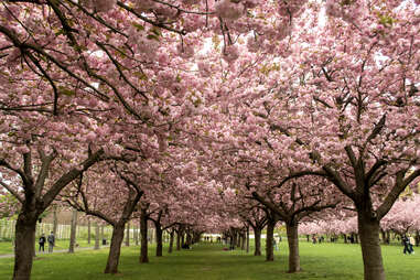 Brooklyn Botanic Garden