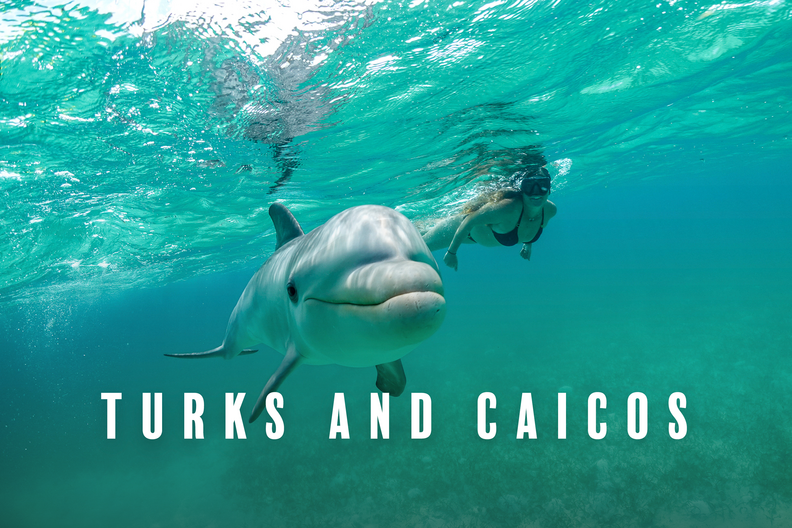 things to do in Turks and Caicos dolphins diving