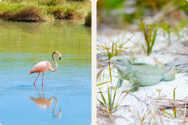 flamingo and iguana