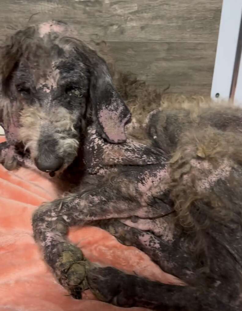 poodle with mange