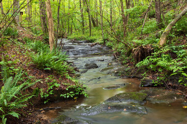 Chattahoochee Bend State Park The Riverside Trail
