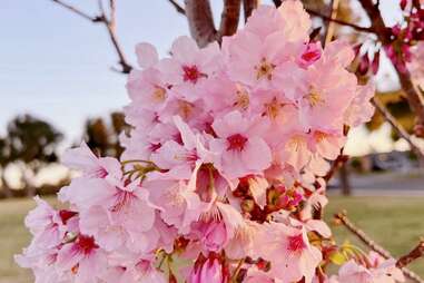 Torrance Cherry Blossom Festival