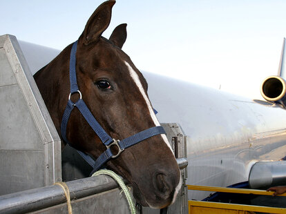 horse on a plane