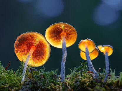 the underside of mushrooms that look like they’re glowing